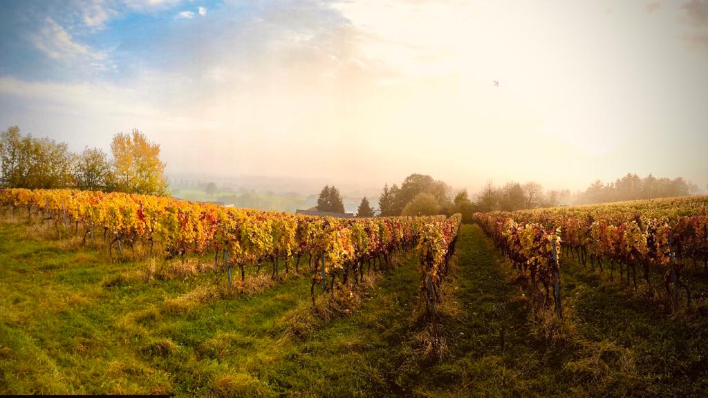 Blick in den 95Tage Weingarten im Herbst