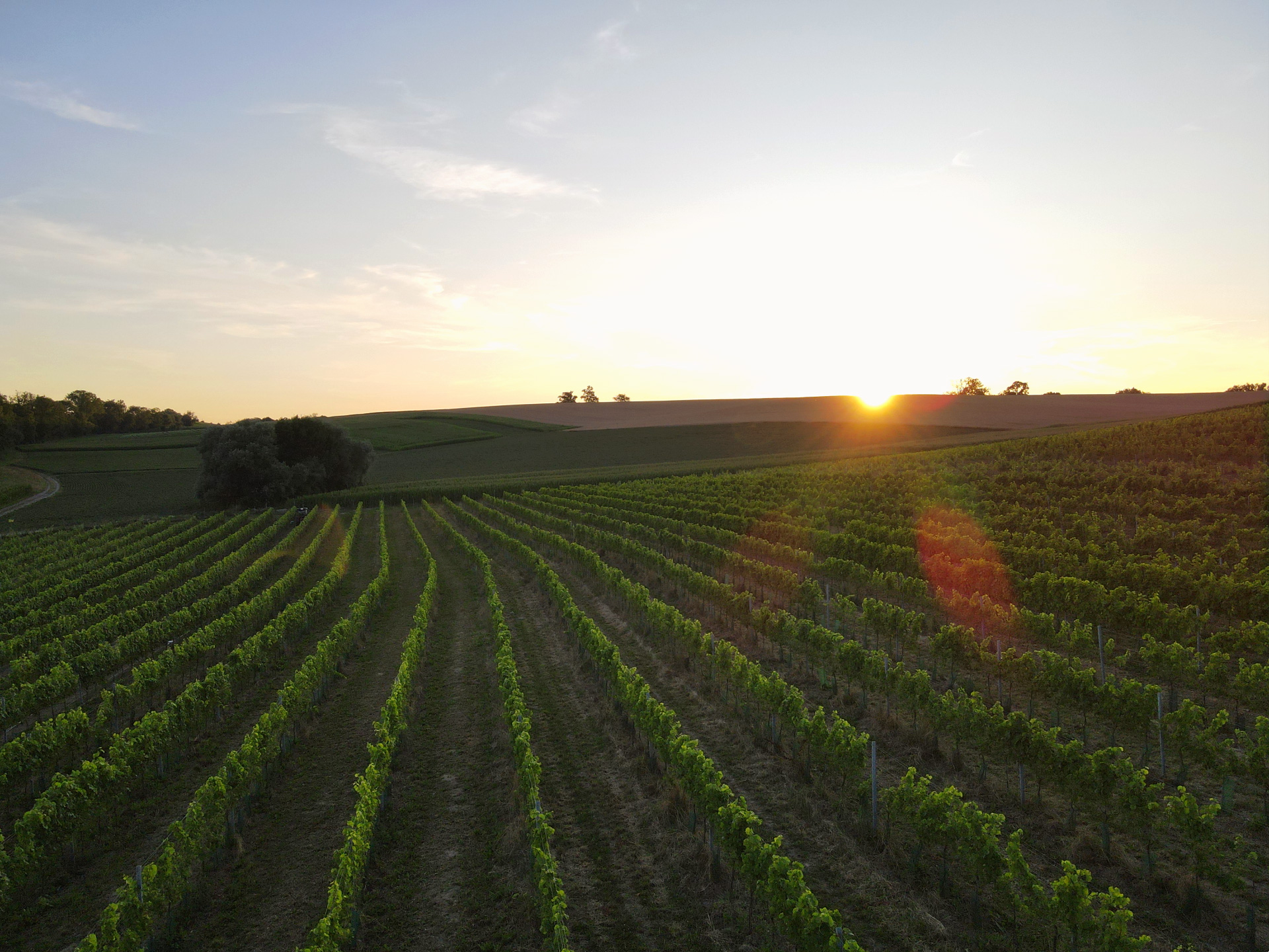 95Tage Weinbau Familie Eschlböck - so 95Tage Weingarten in Gumpolding im Sonnenuntergang