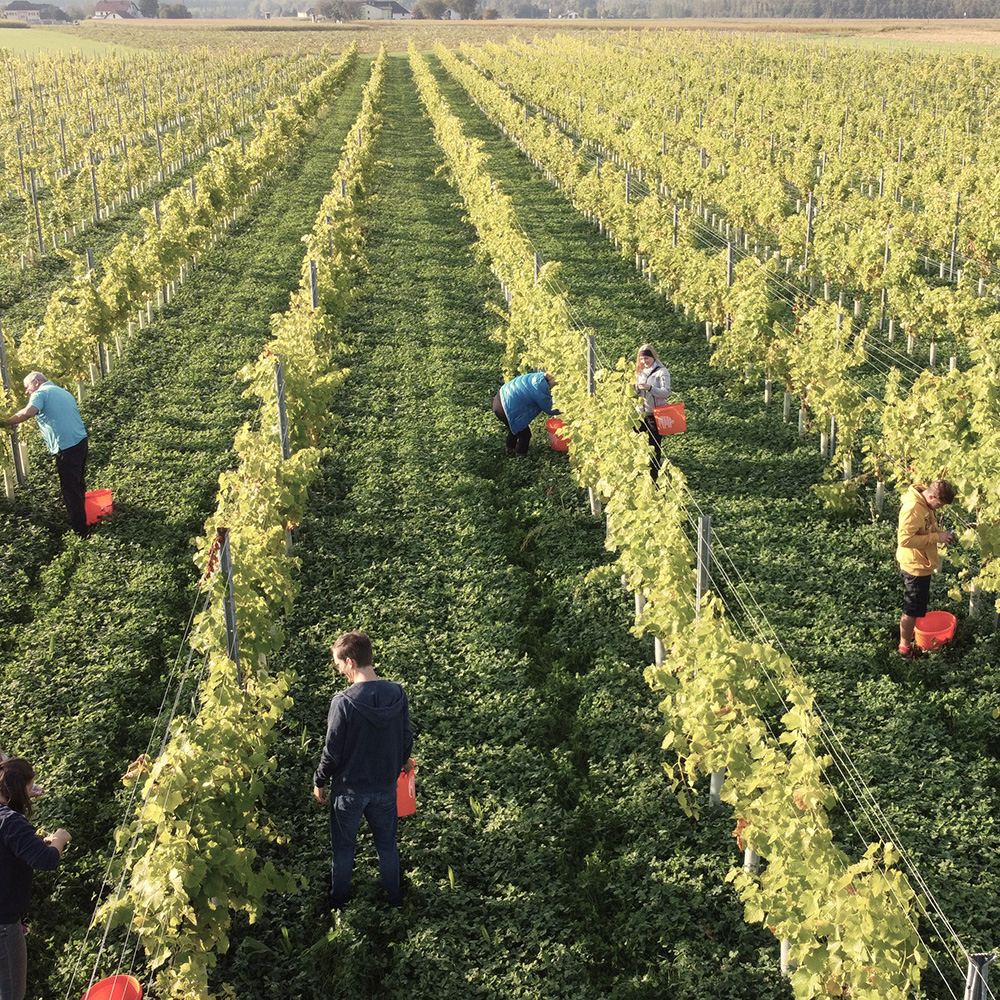 Weinlese im Weingarten des Weinguts Greindl in Oberösterreich
