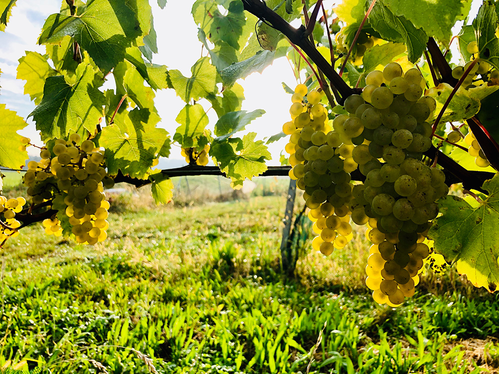 Reife Trauben im Weingarten vom Weingut Greindl